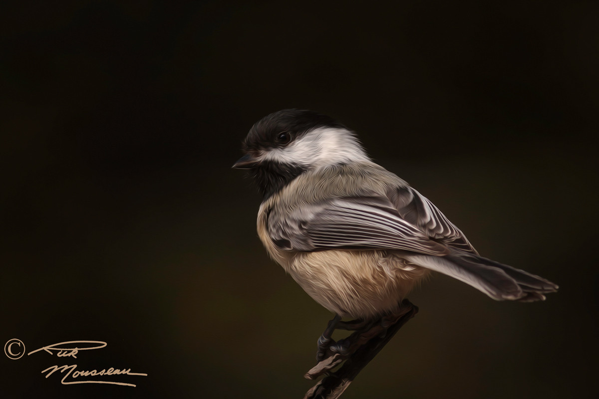 stylized-black-capped-chickadee-Mousseau-7D-6377