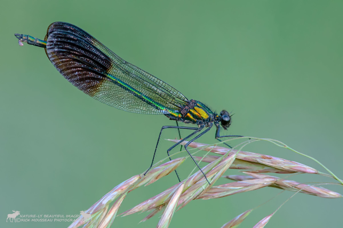 river-jewelwing-Mousseau-7D-6745